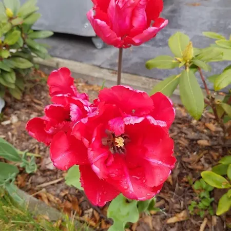 Strandidyll 公寓 于克里茨